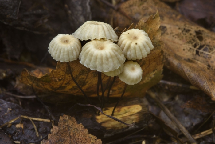 Негниючник колёсовидный