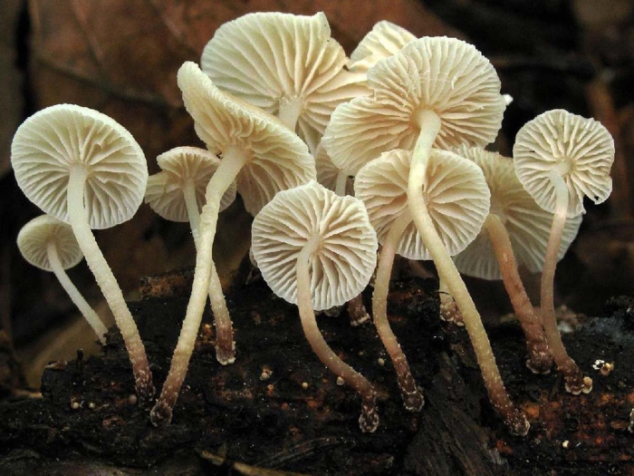 Mycena viscidocruenta