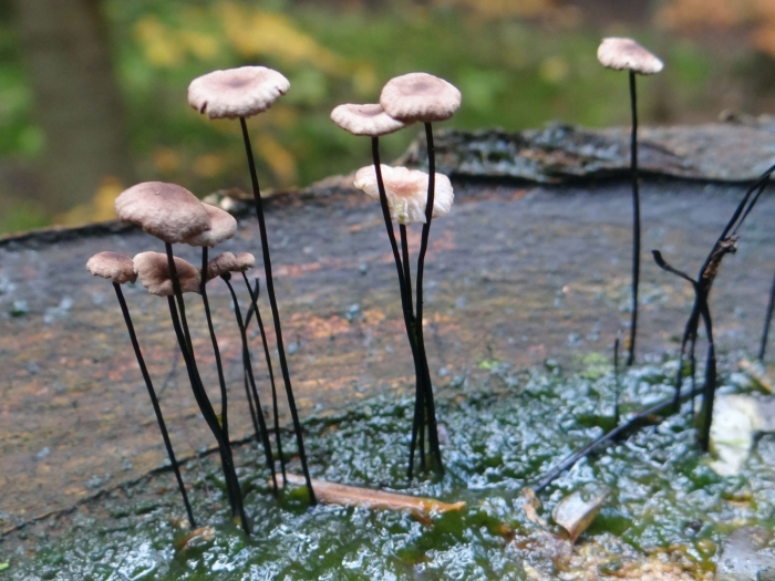 Marasmius androsaceus
