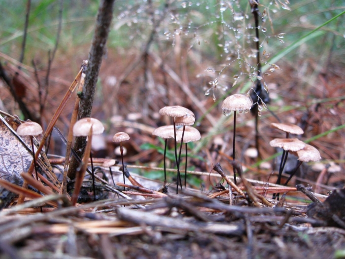 Опенок луговой негниючник