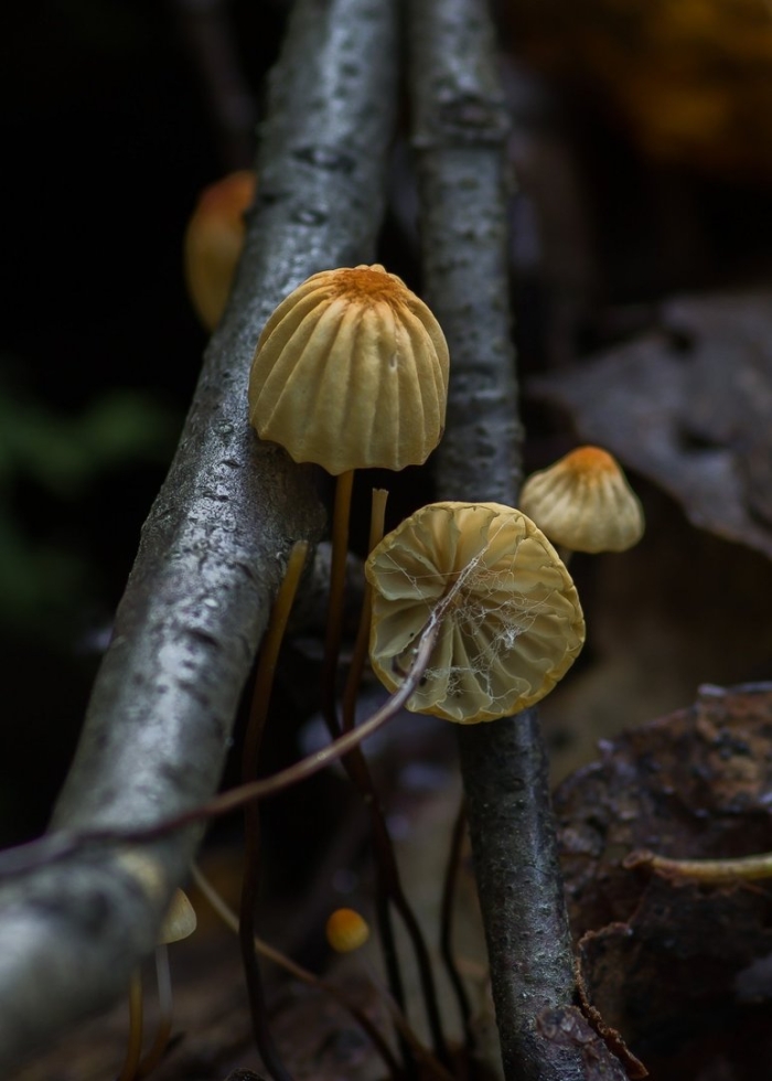 Опенок луговой негниючник