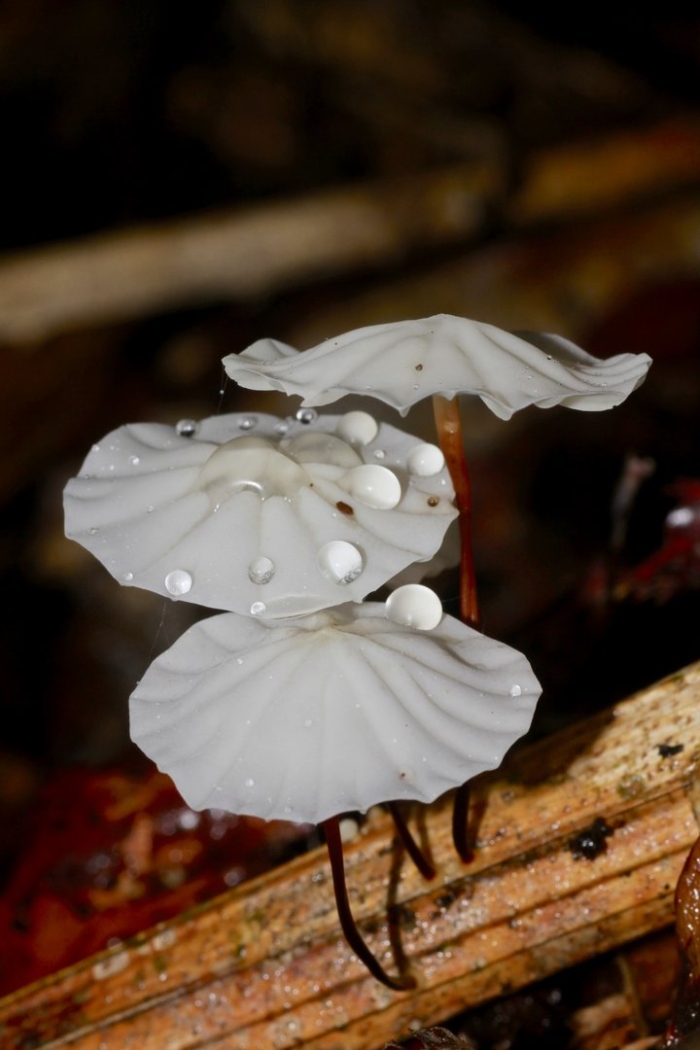 Негниючник кровавоголовый