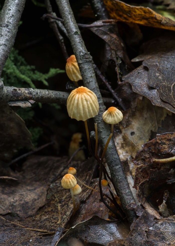 Гриб marasmius haematocephalus