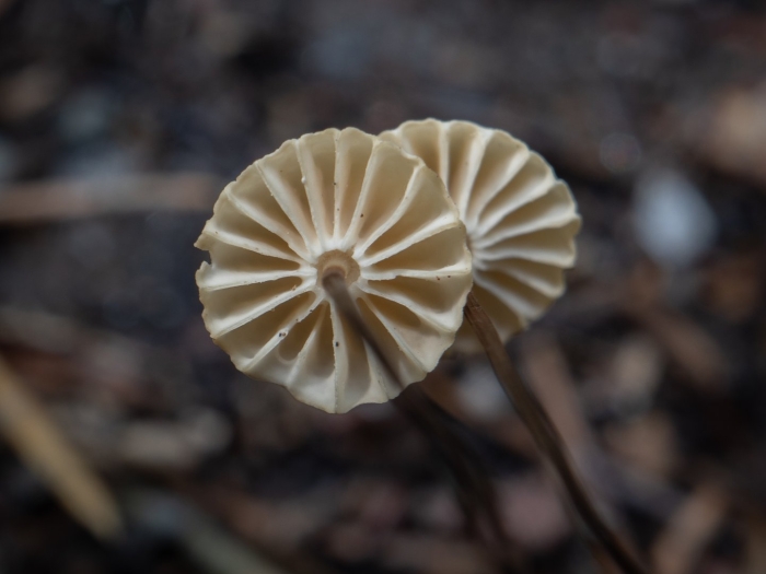 Негниючник колёсовидный