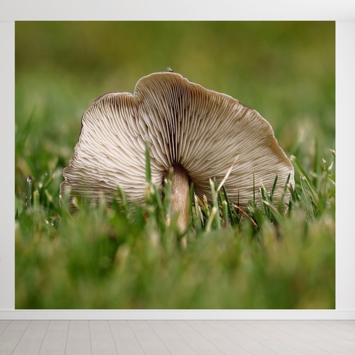 Полевые грибы