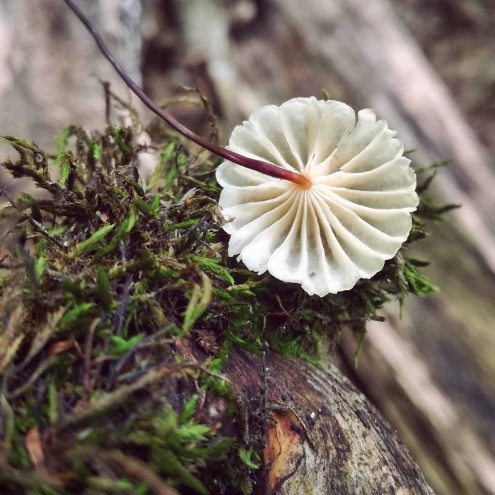 Негниючник колёсовидный