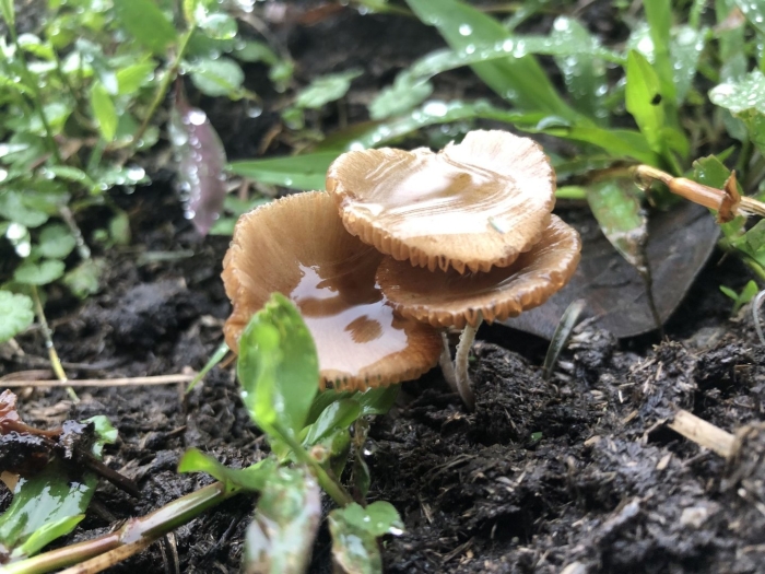 Гриб опенок луговой