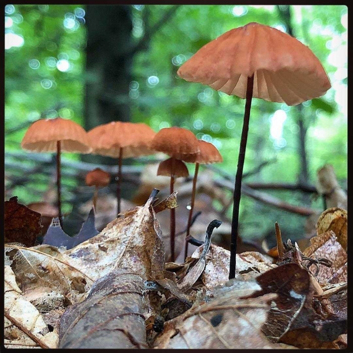 Необычные грибы