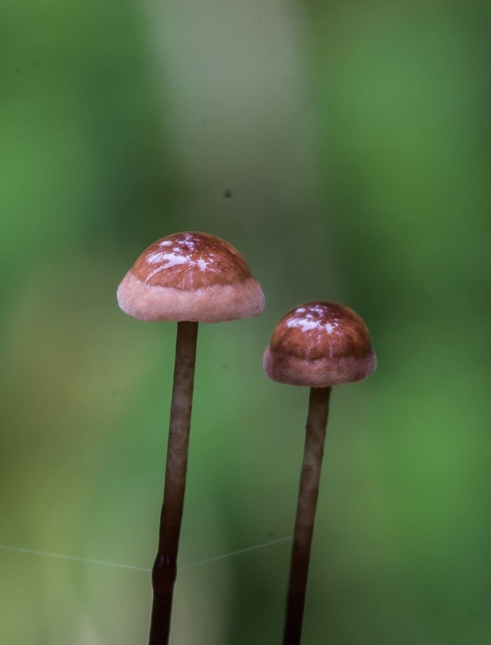 Marasmius androsaceus