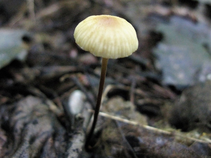 Mycena epipterygia гриб