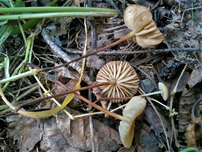 Marasmius torquescens