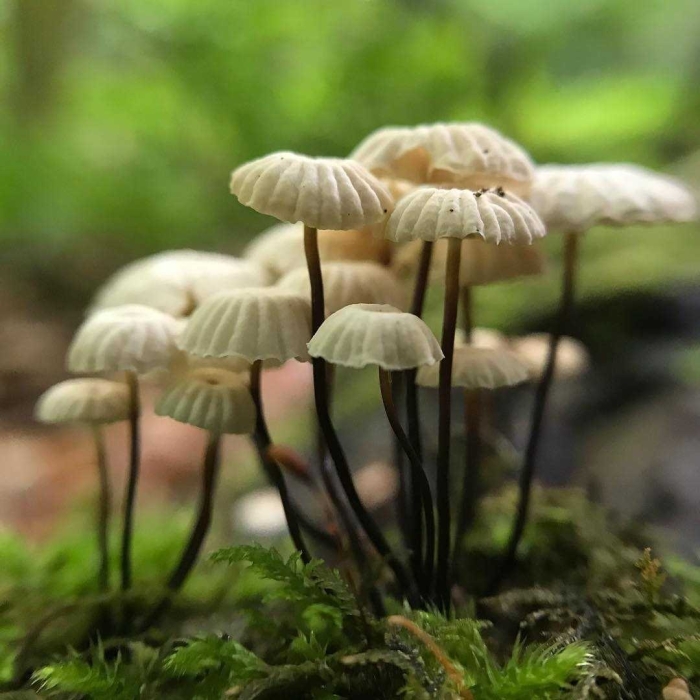 Гриб поганка