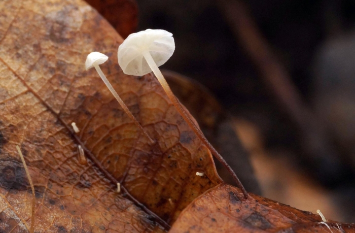 Гриб marasmius haematocephalus