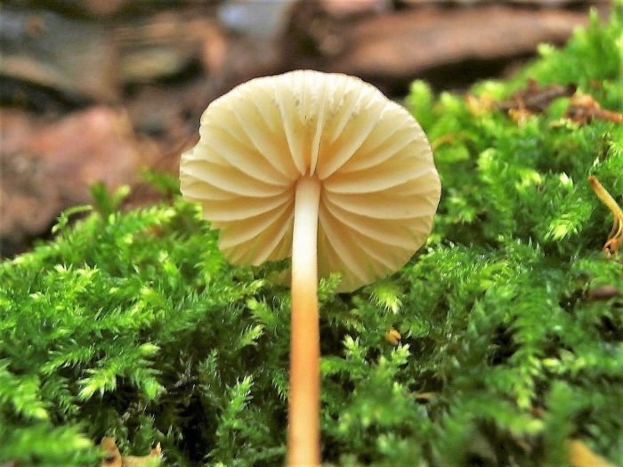 Негниючник луговой