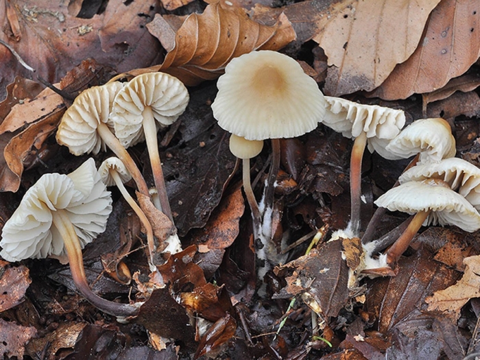 Гриб marasmius haematocephalus