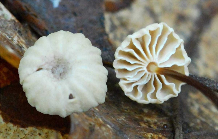 Marasmius rotula