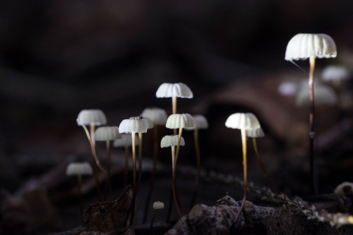 Удивительные грибы