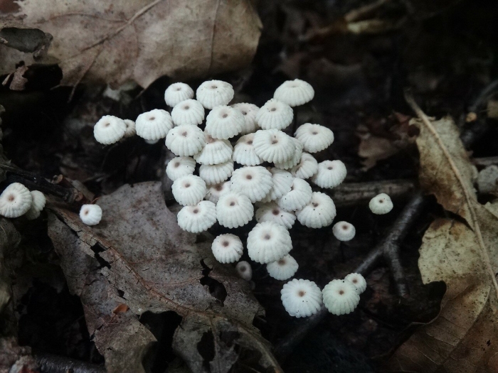 Марасмиус ротула