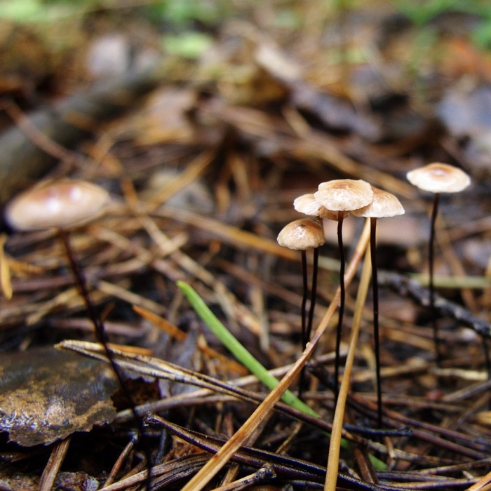 Негниючник тычинковый