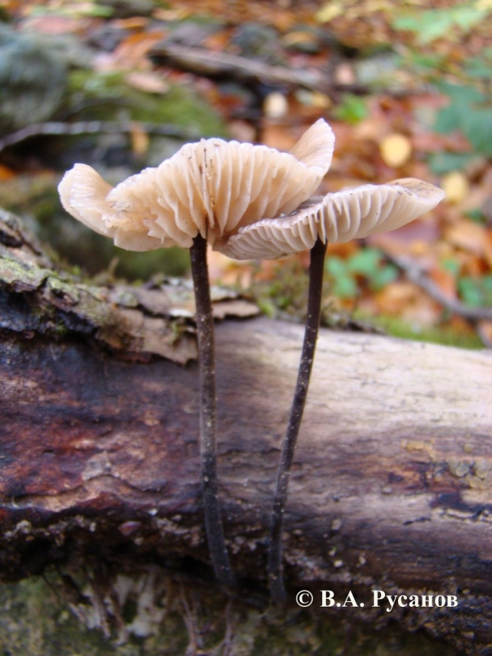 Чесночник обыкновенный