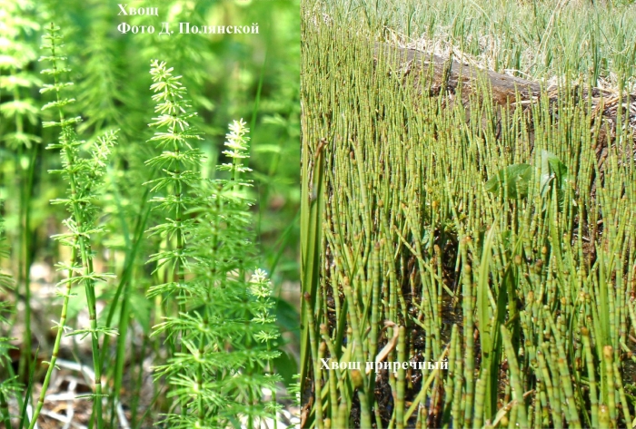 Хвощ болотный