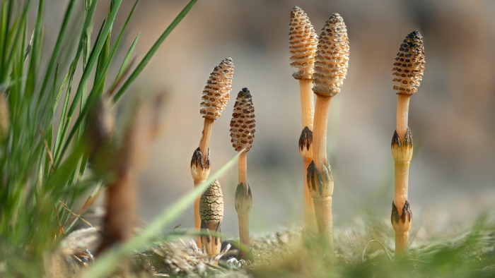 Equisetum arvense