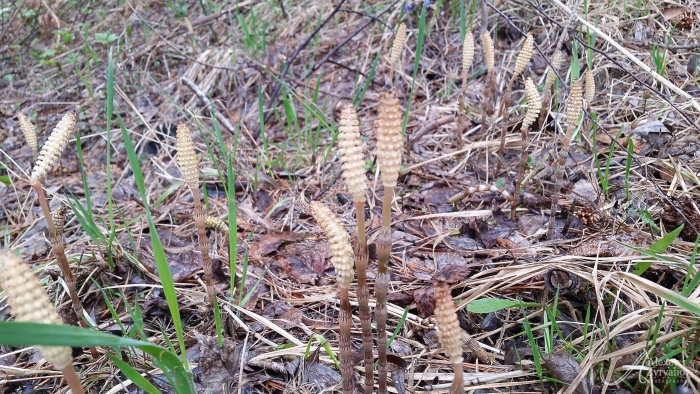 Спороносный побег хвоща полевого