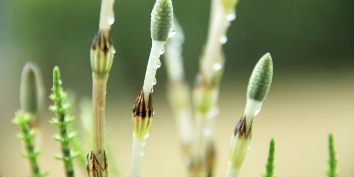 Пестики хвоща полевого