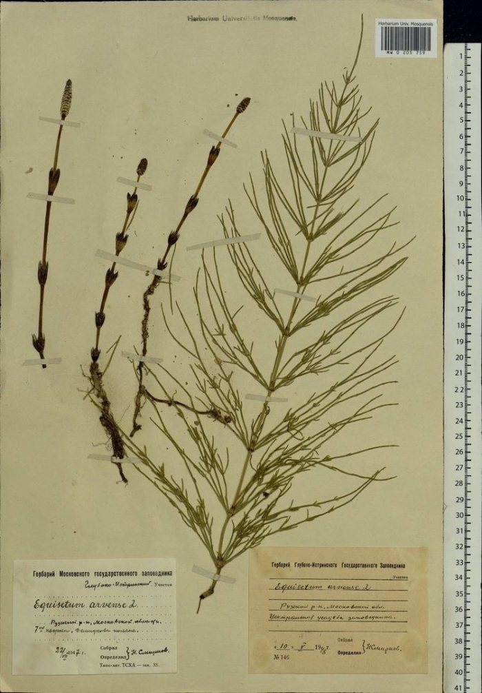 Хвощ полевой гербарий