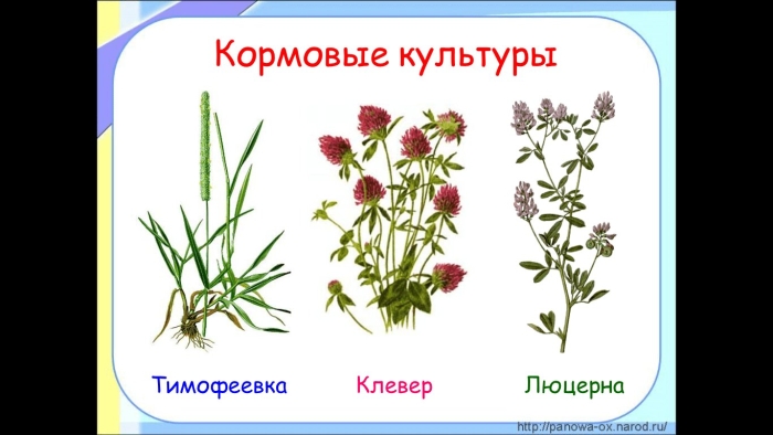 Кормовые культуры тимофеевка клевер люцерна
