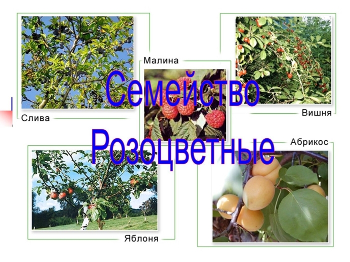 Представители семейства розоцветные