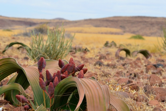 Намиб вельвичия