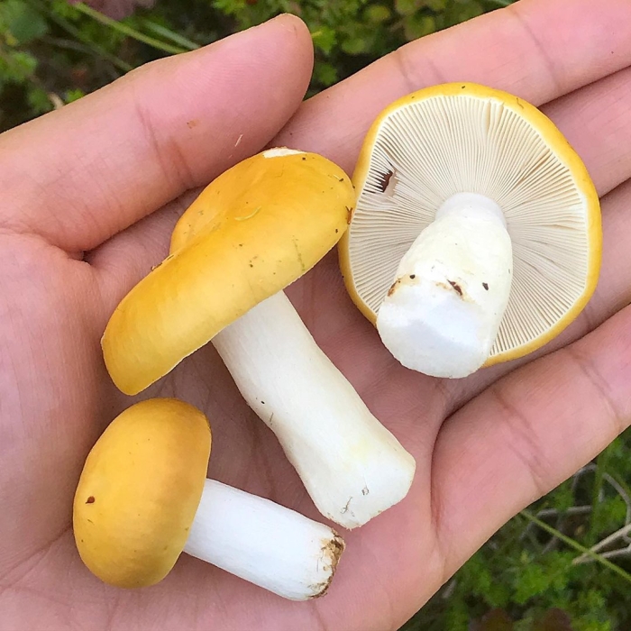 Сыроежка желтая