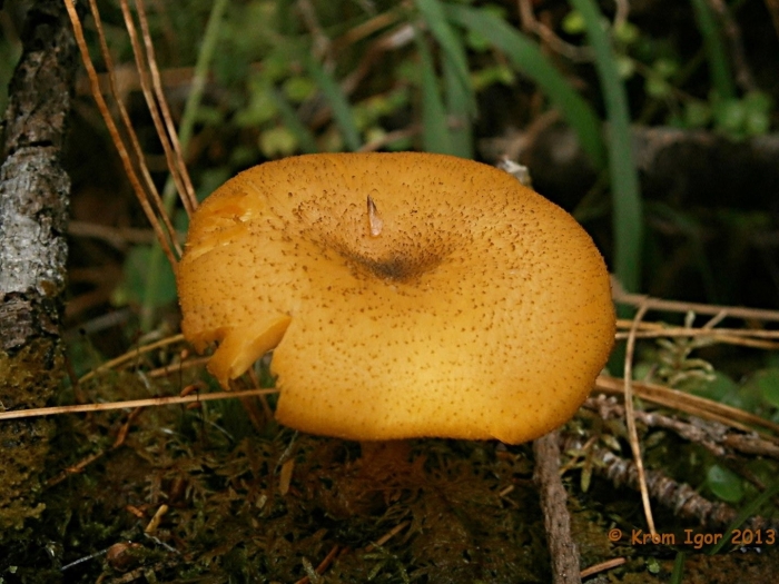 Tricholomopsis rutilans