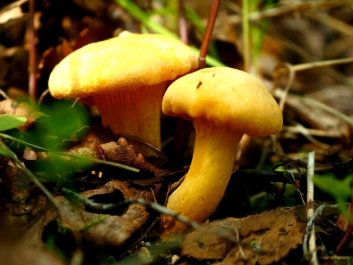 Еловик грибы желтый съедобные