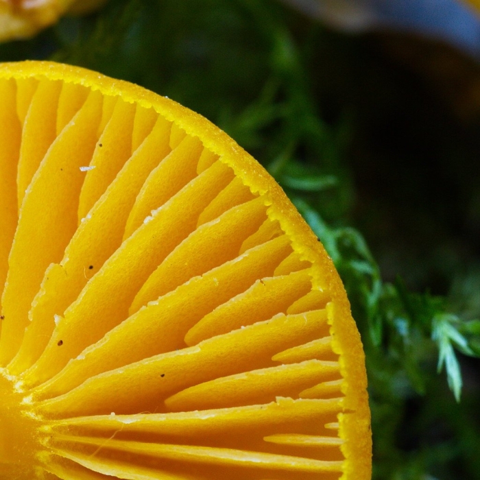 Гриб желтого цвета