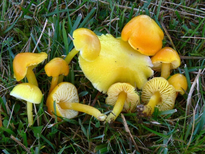 Hygrocybe flavescens