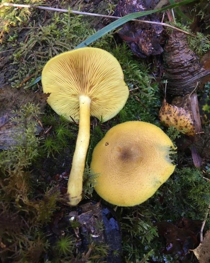 Tricholomopsis decora