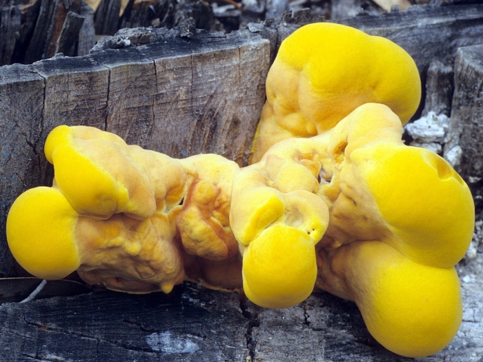 Laetiporus sulphureus