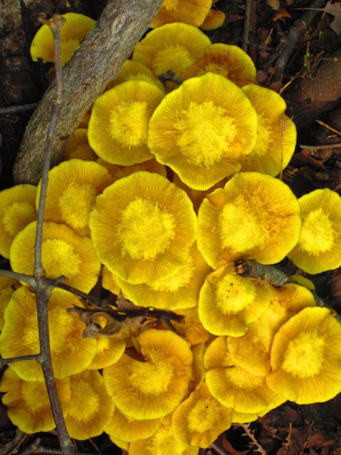 Жёлтые грибы