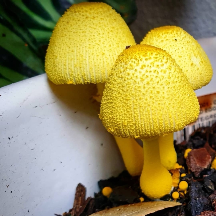 Белонавозник бирнбаума