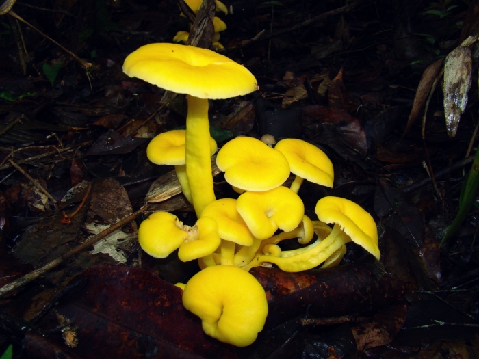 Вешенка лимонная (ильмак)