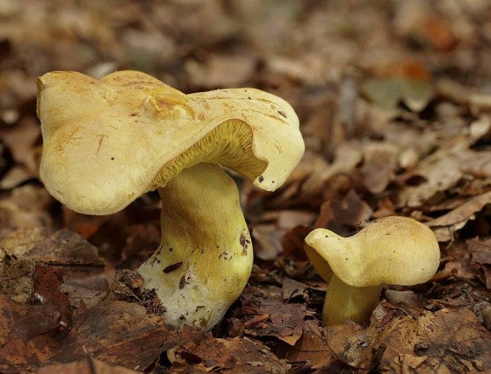 Рядовка серная tricholoma sulphureum