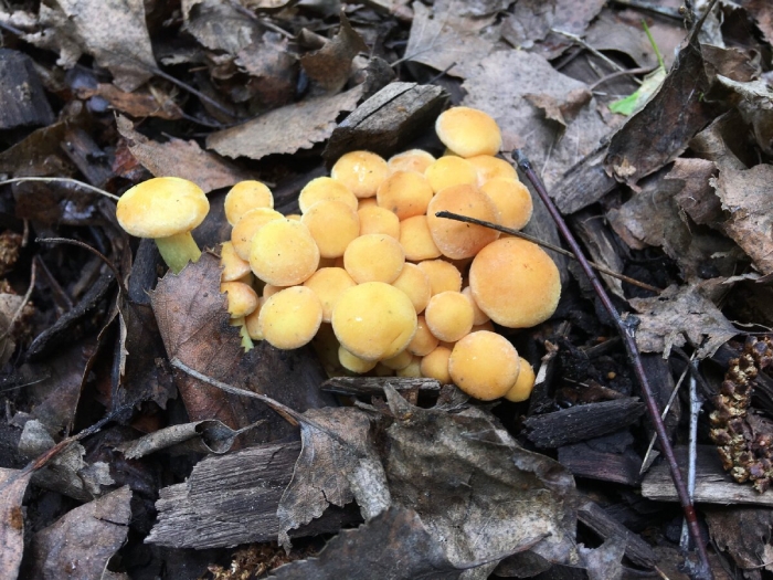 Ложноопёнок серно-жёлтый