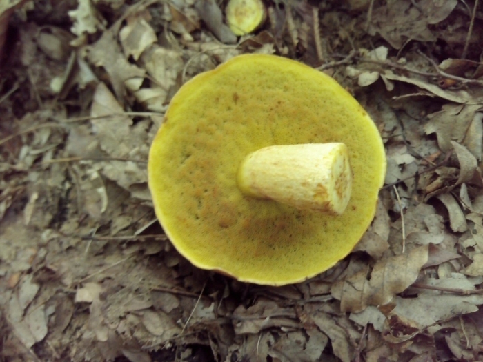 Гриб моховик