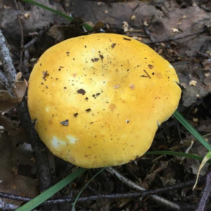 Сыроежка золотисто желтая