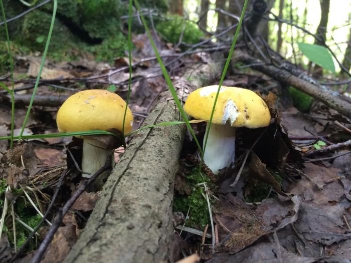 Сыроежка светло желтая