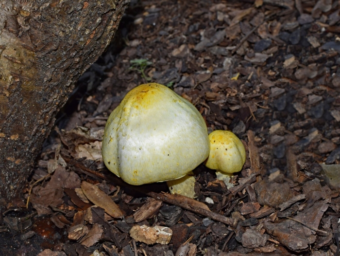 Amanita phalloides гриб