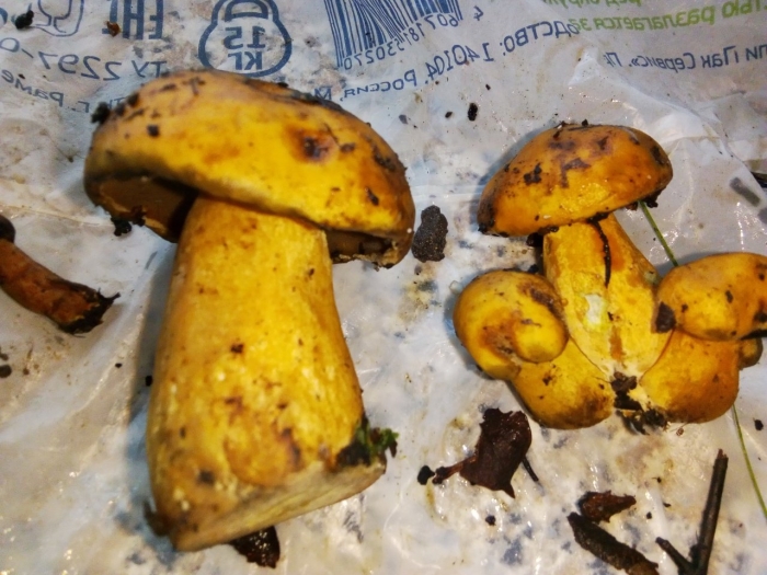 Боровик жёлтый boletus junquilleus