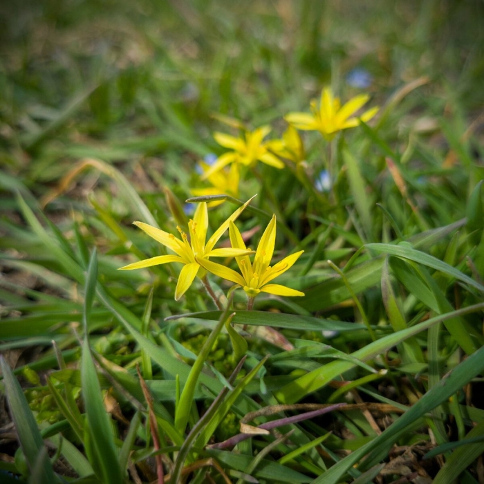 Первоцвет гусиный лук желтый